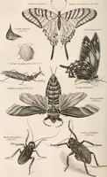 An illustration from A London encyclopaedia, or universal dictionary of science, art, literature and practical mechanics : comprising a popular view of the present state of knowledge : illustrated by numerous engravings, a general atlas, and appropriate diagrams (1829)