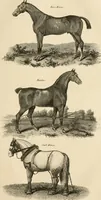 An illustration from A London encyclopaedia, or universal dictionary of science, art, literature and practical mechanics : comprising a popular view of the present state of knowledge : illustrated by numerous engravings, a general atlas, and appropriate diagrams (1829)