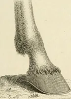 An illustration from A London encyclopaedia, or universal dictionary of science, art, literature and practical mechanics : comprising a popular view of the present state of knowledge : illustrated by numerous engravings, a general atlas, and appropriate diagrams (1829)