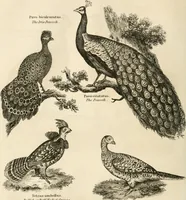 An illustration from A London encyclopaedia, or universal dictionary of science, art, literature and practical mechanics : comprising a popular view of the present state of knowledge : illustrated by numerous engravings, a general atlas, and appropriate diagrams (1829)