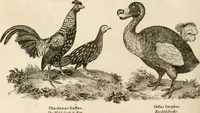Picture 27 of 40 from A London encyclopaedia, or universal dictionary of science, art, literature and practical mechanics : comprising a popular view of the present state of knowledge : illustrated by numerous engravings, a general atlas, and appropriate diagrams (1829), leaf 371