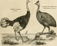 An illustration from A London encyclopaedia, or universal dictionary of science, art, literature and practical mechanics : comprising a popular view of the present state of knowledge : illustrated by numerous engravings, a general atlas, and appropriate diagrams (1829)