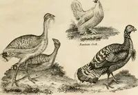 An illustration from A London encyclopaedia, or universal dictionary of science, art, literature and practical mechanics : comprising a popular view of the present state of knowledge : illustrated by numerous engravings, a general atlas, and appropriate diagrams (1829)