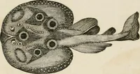 An illustration from A London encyclopaedia, or universal dictionary of science, art, literature and practical mechanics : comprising a popular view of the present state of knowledge : illustrated by numerous engravings, a general atlas, and appropriate diagrams (1829)
