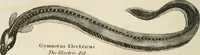 An illustration from A London encyclopaedia, or universal dictionary of science, art, literature and practical mechanics : comprising a popular view of the present state of knowledge : illustrated by numerous engravings, a general atlas, and appropriate diagrams (1829)