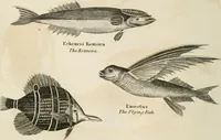 An illustration from A London encyclopaedia, or universal dictionary of science, art, literature and practical mechanics : comprising a popular view of the present state of knowledge : illustrated by numerous engravings, a general atlas, and appropriate diagrams (1829)