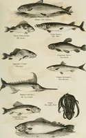 An illustration from A London encyclopaedia, or universal dictionary of science, art, literature and practical mechanics : comprising a popular view of the present state of knowledge : illustrated by numerous engravings, a general atlas, and appropriate diagrams (1829)