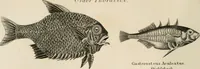 An illustration from A London encyclopaedia, or universal dictionary of science, art, literature and practical mechanics : comprising a popular view of the present state of knowledge : illustrated by numerous engravings, a general atlas, and appropriate diagrams (1829)