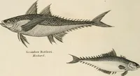 An illustration from A London encyclopaedia, or universal dictionary of science, art, literature and practical mechanics : comprising a popular view of the present state of knowledge : illustrated by numerous engravings, a general atlas, and appropriate diagrams (1829)