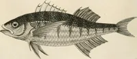 An illustration from A London encyclopaedia, or universal dictionary of science, art, literature and practical mechanics : comprising a popular view of the present state of knowledge : illustrated by numerous engravings, a general atlas, and appropriate diagrams (1829)
