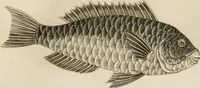 An illustration from A London encyclopaedia, or universal dictionary of science, art, literature and practical mechanics : comprising a popular view of the present state of knowledge : illustrated by numerous engravings, a general atlas, and appropriate diagrams (1829)