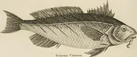 An illustration from A London encyclopaedia, or universal dictionary of science, art, literature and practical mechanics : comprising a popular view of the present state of knowledge : illustrated by numerous engravings, a general atlas, and appropriate diagrams (1829)