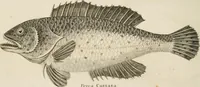 An illustration from A London encyclopaedia, or universal dictionary of science, art, literature and practical mechanics : comprising a popular view of the present state of knowledge : illustrated by numerous engravings, a general atlas, and appropriate diagrams (1829)