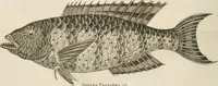 An illustration from A London encyclopaedia, or universal dictionary of science, art, literature and practical mechanics : comprising a popular view of the present state of knowledge : illustrated by numerous engravings, a general atlas, and appropriate diagrams (1829)