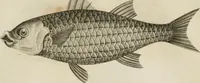 An illustration from A London encyclopaedia, or universal dictionary of science, art, literature and practical mechanics : comprising a popular view of the present state of knowledge : illustrated by numerous engravings, a general atlas, and appropriate diagrams (1829)