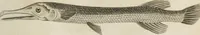 An illustration from A London encyclopaedia, or universal dictionary of science, art, literature and practical mechanics : comprising a popular view of the present state of knowledge : illustrated by numerous engravings, a general atlas, and appropriate diagrams (1829)
