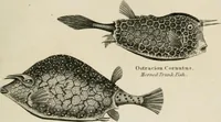 An illustration from A London encyclopaedia, or universal dictionary of science, art, literature and practical mechanics : comprising a popular view of the present state of knowledge : illustrated by numerous engravings, a general atlas, and appropriate diagrams (1829)