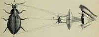 An illustration from L'optique (1890)