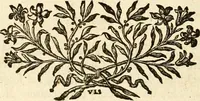 An illustration from De l'origine des loix, des arts, et des sciences, et de leurs progrès chez les anciens peuples (1758)