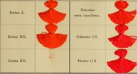 Picture 11 of 22 from Los colores de anilina de la Badische Anilin- & Soda-Fabrik, Ludwigshafen s/Rhin y su aplicación sobre lana, algodón, seda y otras fibras textiles (1902), leaf 310