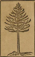 An illustration from Los emblemas de Alciato : traducidos en rhimas españolas ... (1549)