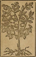An illustration from Los emblemas de Alciato : traducidos en rhimas españolas ... (1549)
