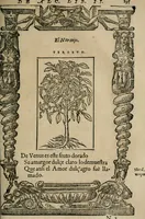 An illustration from Los emblemas de Alciato : traducidos en rhimas españolas ... (1549)
