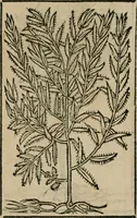An illustration from Los emblemas de Alciato : traducidos en rhimas españolas ... (1549)