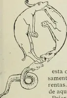 Picture 25 of 158 from Los religiosos en Cataluña durante la primera mitad del siglo 19 (1915), leaf 142