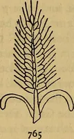 An illustration from The lost language of symbolism : an inquiry into the origin of certain letters, words, names, fairy-tales, folklore, and mythologies (1912)