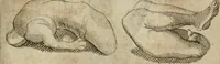 An illustration from L'utilité des voyages : qui concernent la connoissance des médailles, inscriptions, statues, dieux lares, peintures anciennes, et les bas reliefs, pierres precieuses et gravées, cachets, talismans, anneaux, manuscrits, langues, & autres choses remarquables, et l'avantage que la recherche de toutes ces antiquitez procure aux sçavans, avec un memoire de quelques observations generales qu'on peut faire pour ne pas voyager inutilement (1693)