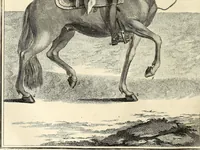 An illustration from Luz da liberal, e nobre arte da cavallaria : offerecida ao Senhor D. João, principe do Brazil (1790)