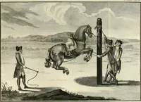 An illustration from Luz da liberal, e nobre arte da cavallaria : offerecida ao Senhor D. João, principe do Brazil (1790)