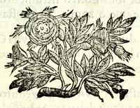 An illustration from L'vso della squadra mobile : con la quale per teorica, & pratica si misura geometricamente ogni distanza, altezza, e profondità : s'impara à perticare, liuellare, et pigliare in disegno le città, paesi, et prouincie : il tutto con le sue dimostrationi intagliate in rame (1615)