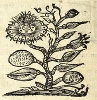 Picture 5 of 23 from L'vso della squadra mobile : con la quale per teorica, & pratica si misura geometricamente ogni distanza, altezza, e profondità : s'impara à perticare, liuellare, et pigliare in disegno le città, paesi, et prouincie : il tutto con le sue dimostrationi intagliate in rame (1615), leaf 18