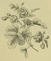 Picture 7 of 12 from Lyon à l'Exposition universelle de 1889 (1890), leaf 201