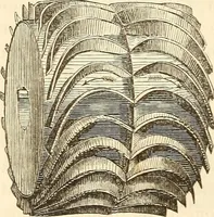 An illustration from Machinery and processes of the industrial arts, and apparatus of the exact sciences (1869)