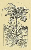 An illustration from Madagascar et la mission catholique (1895)
