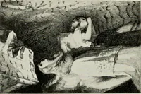 An illustration from Madrid : an historical description and handbook of the Spanish Capital (1909)