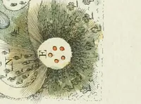 Picture 22 of 22 from Magazijn van tuin-sieraaden, of, Verzameling van modellen van aanleg en sieraad, voor groote en kleine lust-hoven, voorn amelijk van dezulke die, met weinig kosten, te maaken zijn (1802), leaf 20
