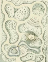 An illustration from Magazijn van tuin-sieraaden, of, Verzameling van modellen van aanleg en sieraad, voor groote en kleine lust-hoven, voorn amelijk van dezulke die, met weinig kosten, te maaken zijn (1802)