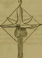 An illustration from The magician's own book, or The whole art of conjuring (1862)