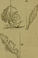 An illustration from The magician's own book, or The whole art of conjuring (1862)