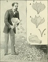 An illustration from Magic; stage illusions and scientific diversions, including trick photography (1897)