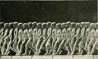 An illustration from Magic; stage illusions and scientific diversions, including trick photography (1897)