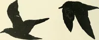 An illustration from Magic; stage illusions and scientific diversions, including trick photography (1897)