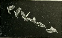 An illustration from Magic; stage illusions and scientific diversions, including trick photography (1897)