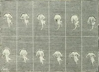 An illustration from Magic; stage illusions and scientific diversions, including trick photography (1897)