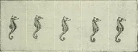 An illustration from Magic; stage illusions and scientific diversions, including trick photography (1897)