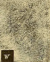 An illustration from Magnetische Kraftfelder : die Erscheinungen des Magnetismus, Elektromagnetismus und der Induktion dargestellt auf Grund des Kraftlinien-Begriffe (1905)
